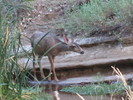 photo thumbnail #11