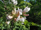 photo thumbnail #13