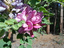 photo thumbnail #14
