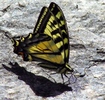 photo thumbnail #10