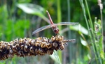 photo thumbnail #3