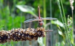 photo thumbnail #4