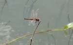 photo thumbnail #9