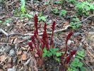 photo thumbnail #5