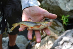 photo thumbnail #6