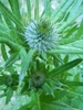 photo thumbnail #13
