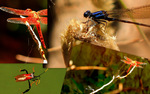 photo thumbnail #15