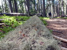 photo thumbnail #9
