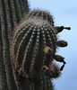 photo thumbnail #4