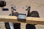 photo thumbnail #7
