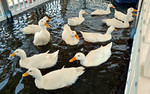 photo thumbnail #10