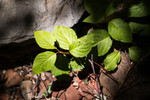 photo thumbnail #13