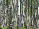 photo thumbnail #11