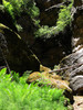 photo thumbnail #13