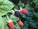photo thumbnail #15