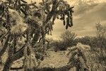 photo thumbnail #11