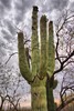 photo thumbnail #15