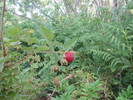 photo thumbnail #5
