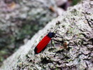 photo thumbnail #11
