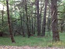 photo thumbnail #1
