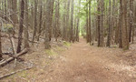 photo thumbnail #4