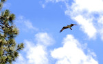 photo thumbnail #13