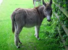 photo thumbnail #3