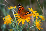 photo thumbnail #5