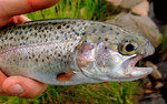photo thumbnail #6