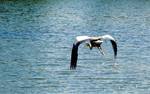 photo thumbnail #8