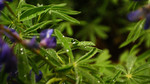 photo thumbnail #10