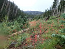photo thumbnail #10