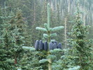 2013-07-06 :1: Bear Jaw - Abineau loop v Lockett Meadow :: Tortoise_Hiker
