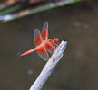 photo thumbnail #7