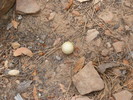 2013-07-06 :1: Pine Canyon Trail #26 :: kingsnake