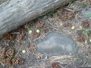 2013-07-06 :1: Pine Canyon Trail #26 :: kingsnake