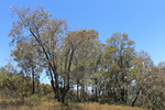 photo thumbnail #5
