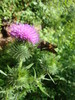 photo thumbnail #10