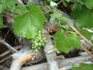 photo thumbnail #12