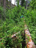 photo thumbnail #12