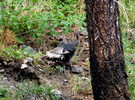 photo thumbnail #15