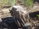 photo thumbnail #7