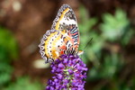 photo thumbnail #2