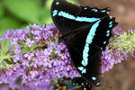 photo thumbnail #6