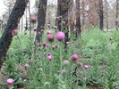 2013-07-13 West Fork Trail #94 - Greer :: Pivo