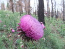 2013-07-13 West Fork Trail #94 - Greer :: Pivo