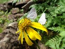 photo thumbnail #8