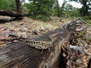 photo thumbnail #6