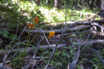 2013-07-17 :1: Agnew Meadows to Shadow Lake :: slegal