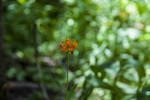 2013-07-17 :1: Agnew Meadows to Shadow Lake :: slegal